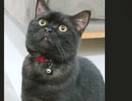 British Shorthair 1 Yaşında Yakışıklı Erkek Dişi Arıyor - 1113