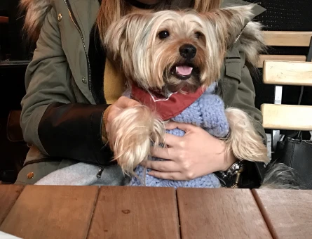 Yorkshire Terrier Dexter’a Eş Arıyorum - 11142