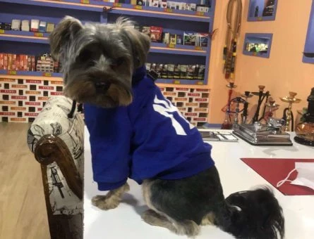 Safkan Yorkshire Terrier Oğlumuza Eş Arıyoruz - 11157