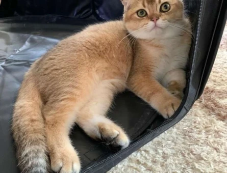 Erkek Seceleri Scottish Fold - 11158