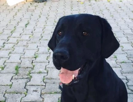 Secereli Labrador Cinsi Köpeğime Eş Arıyorum - 11162