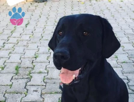 Secereli Labrador Cinsi Köpeğime Eş Arıyorum