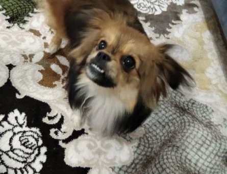 Cookie Oğlumuza Eş Arıyorum - 11171