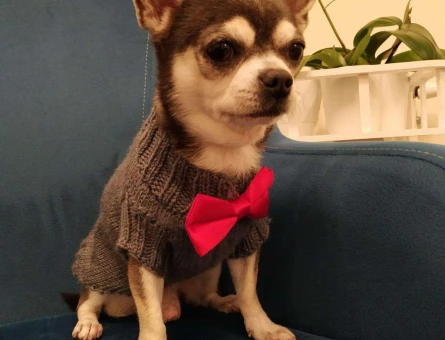 Chihuahua (Şivava) Oğluma Eş Arıyorum - 11216