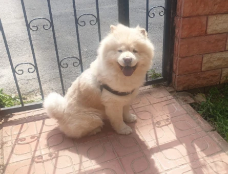 Chow Chow Eş Arıyoruz - 11232