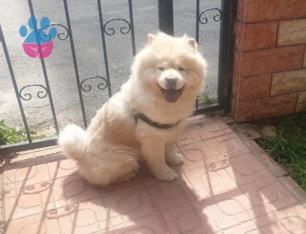 Chow Chow Eş Arıyoruz