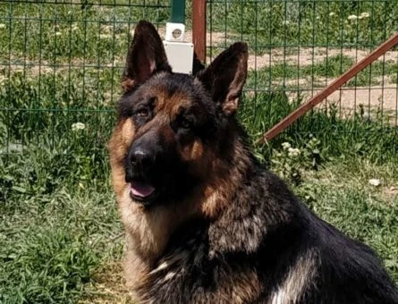 Safkan Düşük Bel Alman Çoban Köpeği - 11233