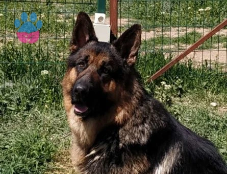 Safkan Düşük Bel Alman Çoban Köpeği