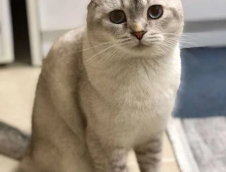 11 Aylık Scottish Fold Oğlumuza Eş Arıyoruz - 1139