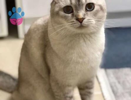 11 Aylık Scottish Fold Oğlumuza Eş Arıyoruz