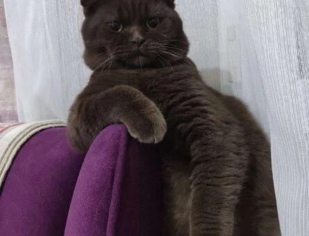 Scottish Fold Shorthair 1 Yaşında Eş Arıyoruz - 1158