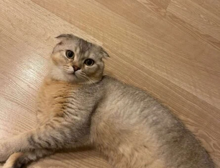 Scottish Fold Kedime Eş Arıyorum 11 Aylık - 1182
