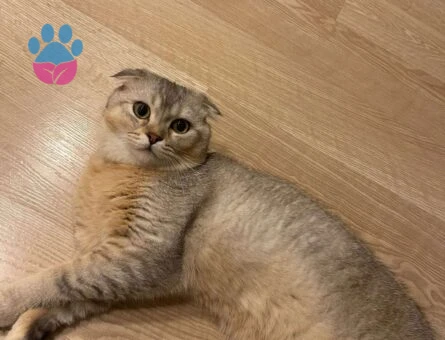 Scottish Fold Kedime Eş Arıyorum 11 Aylık