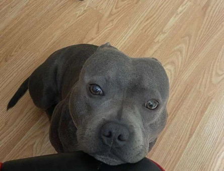 Stafftürk Kennel Pablo 2 Yaşında Erkek Eş arıyoruz - 118961214