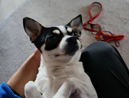 Chihuahua Oğlumuza Gelin Aranıyor - 118961237