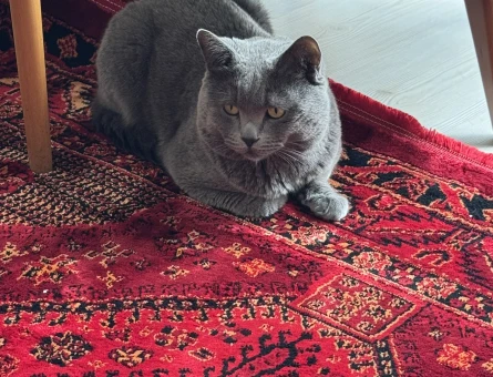 British Shorthair Behlül Eş Arıyor - 118961244
