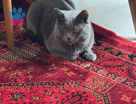 British Shorthair Behlül Eş Arıyor - 118961244