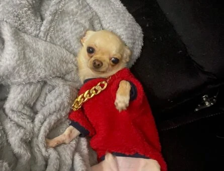 Chihuahua Oğlum Eş Arıyor 1,5 Yaşında - 118961258