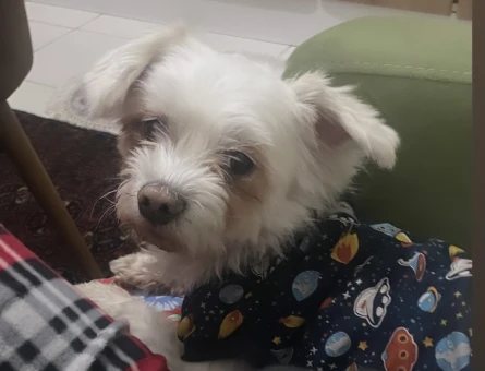 Maltese Terrier Oğlumuza Eş Arıyoruz - 118961274