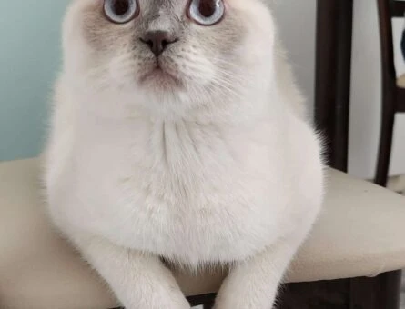 British Shorthair Bulut Eş Arıyor - 118961308