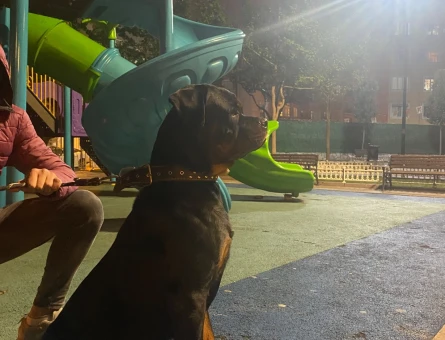 Rottweiler Köpeğim Eş Arıyor 1,5 Yaşında - 118961316