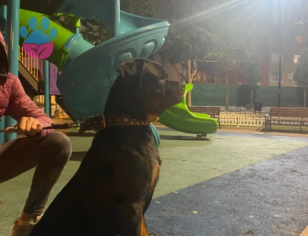 Rottweiler Köpeğim Eş Arıyor 1,5 Yaşında