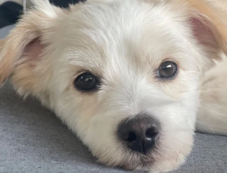 Maltese Terrier Oğlum Mari 3 Yaşında Eş Arıyorum - 118961331