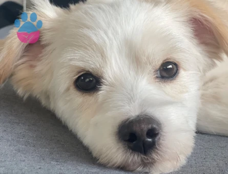 Maltese Terrier Oğlum Mari 3 Yaşında Eş Arıyorum
