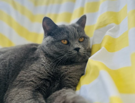 British Shorthair Kızgınlıkta Kedim Eş Arıyor - 118961334