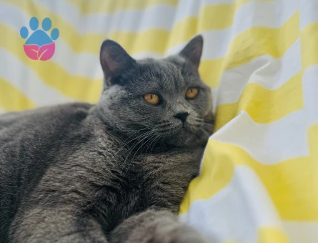 British Shorthair Kızgınlıkta Kedim Eş Arıyor
