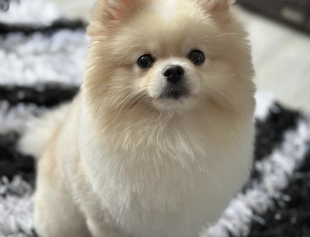 Pomeranian Boo Çiftleşme Tecrübesi var Oğlumuz için Kızınıza talibiz.. - 118961349