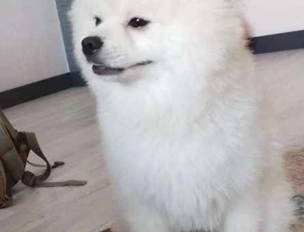 Pomeranian Boo Beyaz Miniğim Eş Arıyor - 118961350
