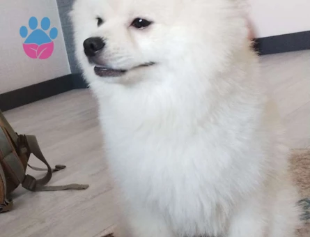 Pomeranian Boo Beyaz Miniğim Eş Arıyor