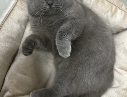 British Shorthair 14 Aylık Kedim Eş Arıyor - 118961365