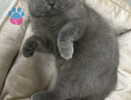 British Shorthair 14 Aylık Kedim Eş Arıyor