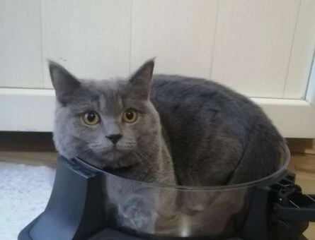 British shorthair erkek 1.5 yaşında - 118961374