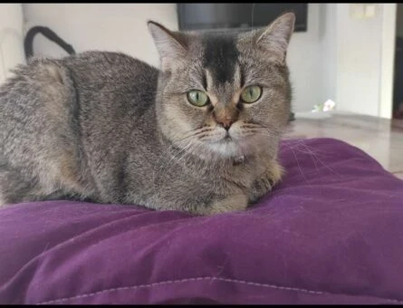 British Shorthair Şila Bebeğimize Eş Arıyoruz - 118961380