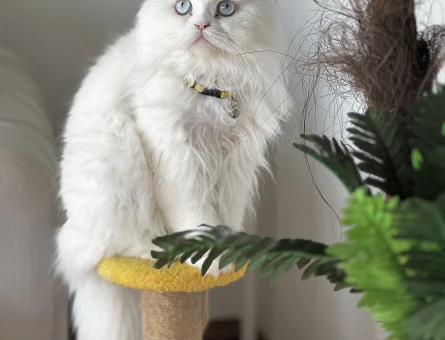 Chinchilla Erkek Kedim Kızgınlıkta - 118961383