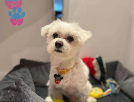 Maltese Terrier Bubble&#8217;ımıza eş arıyoruz