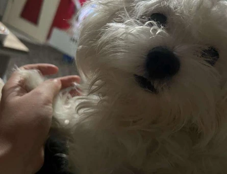 Maltese Terrier Kızıma Eş Arıyorum - 118961393