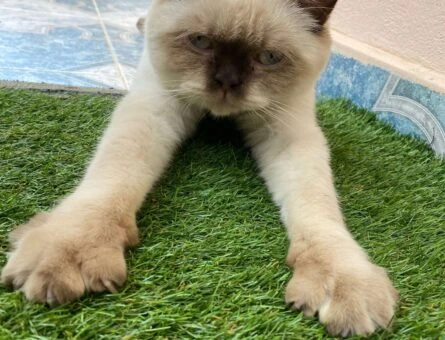 British Shorthair Oğlum Müslüm İçin Eş Arıyorum - 118961414