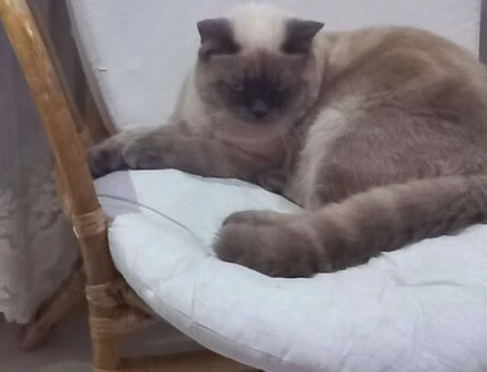 British Shorthair 1 Yaşında Eş Arıyor - 118961435