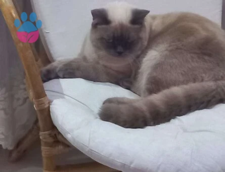 British Shorthair 1 Yaşında Eş Arıyor