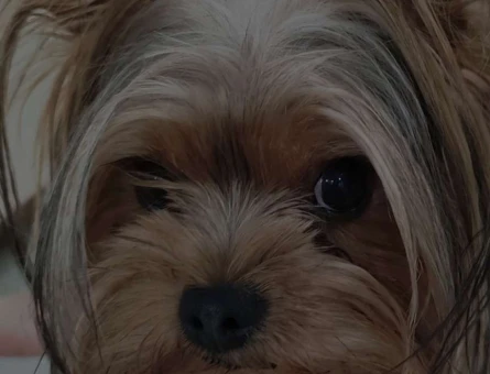 Yorkshire Terrier Oğlumuza Eş Arıyoruz - 118961470