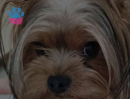 Yorkshire Terrier Oğlumuza Eş Arıyoruz