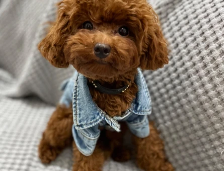 Toy Poodle Oğluma Eş Arıyorum - 118961471