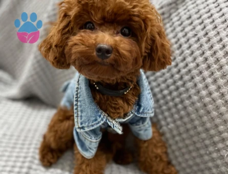 Toy Poodle Oğluma Eş Arıyorum