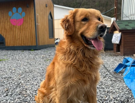 Golden Retriever Yakışıklıma Eş Arıyorum