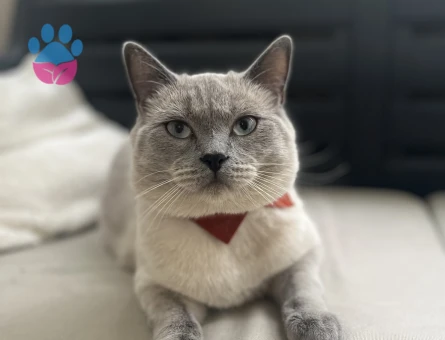 British Shorthair Kedime Eş Arıyorum