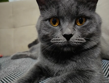 British Shorthair Erkek Kedim Eş Arıyor - 118961556